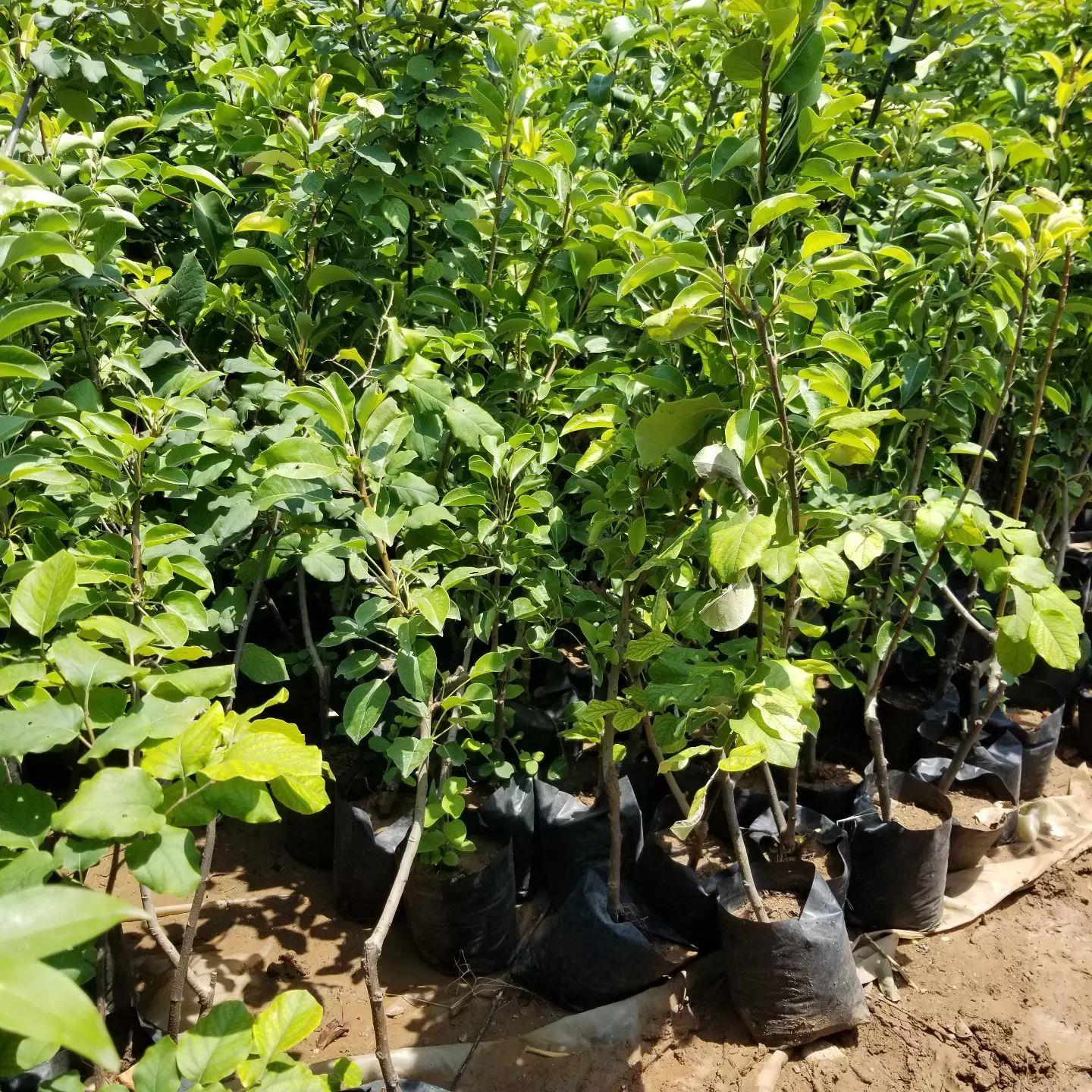 3 Yaş Aşılı Akça Armut Fidanı, Torbada
