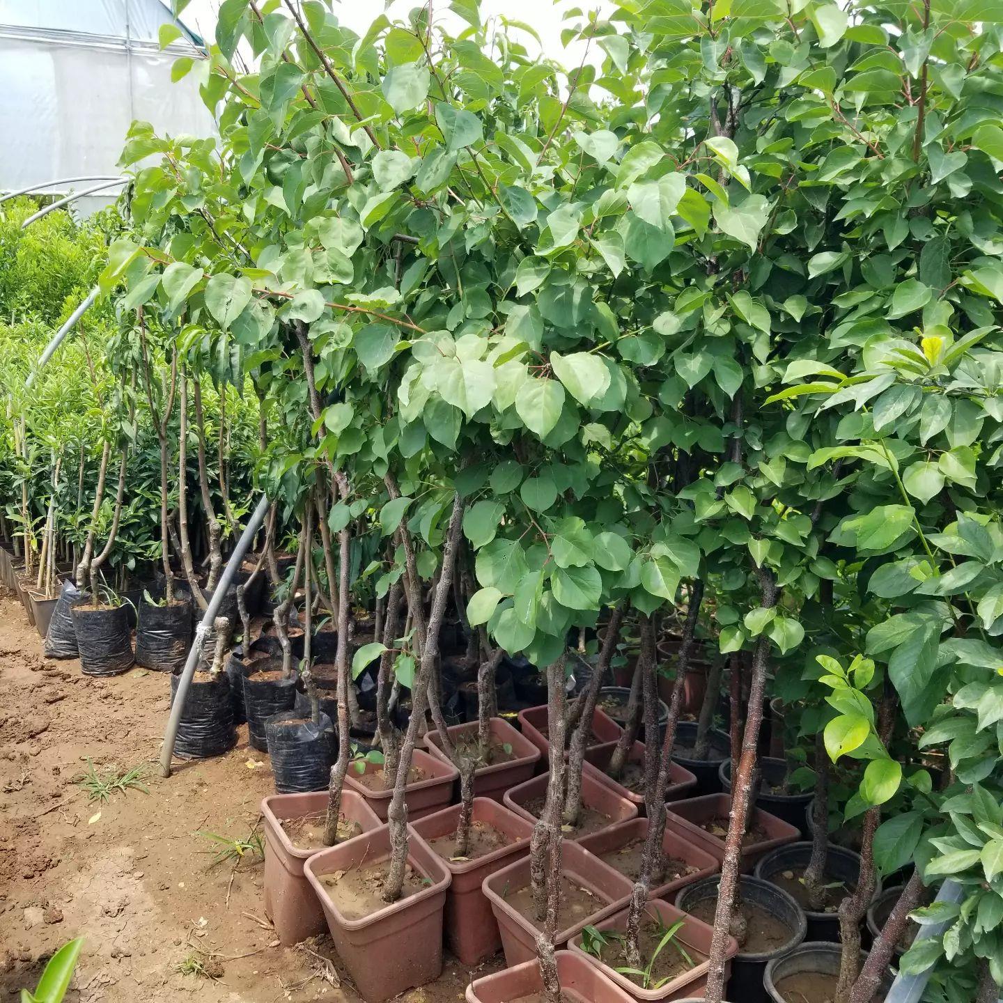 4 Yaş Aşılı Al Kaysı Fidanı, Saksıda