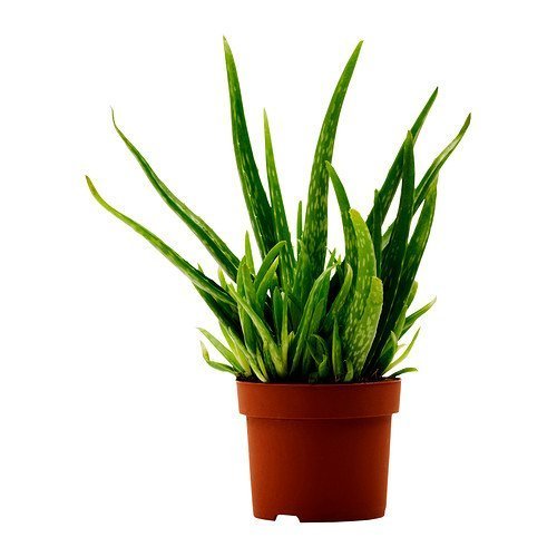 Tketilebilir Bol Yavrulu Aloevera Bitkisi-Sar Sabr ( Byk Boy) - Berke  Fidanclk Trkiye'nin Sanal Bahe Reyonu