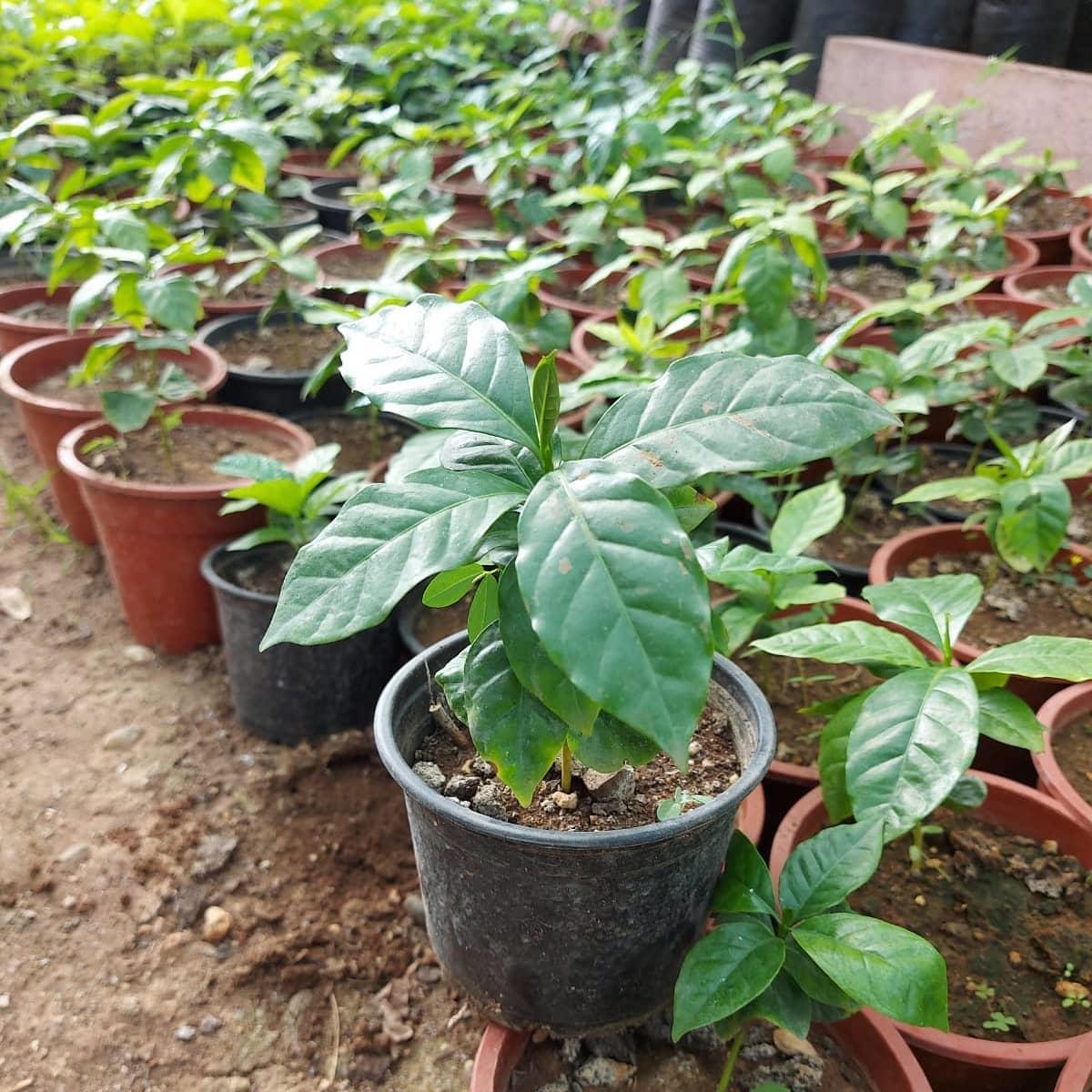 2 Yaş Arabica Kahve Fidesi, Saksıda