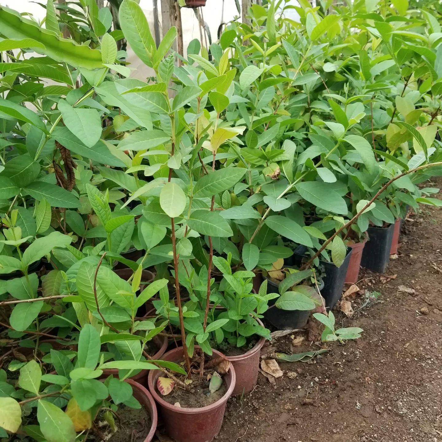 Bodur Kırmızı Guava Fidanı, Torbada