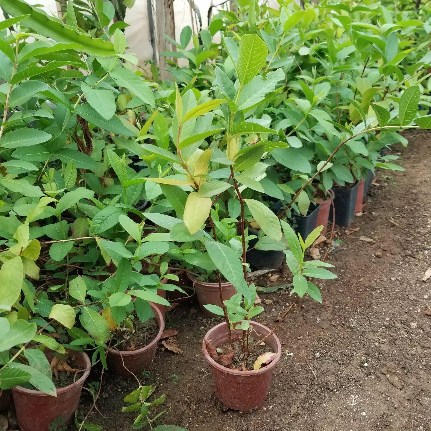 Bodur Pembe Guava Fidanı, Torbada