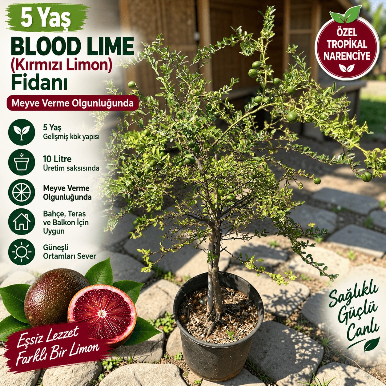5 Yaş Aşılı Avusturalya Blood Lime - Kırmızı Limon Fidanı, Torbada