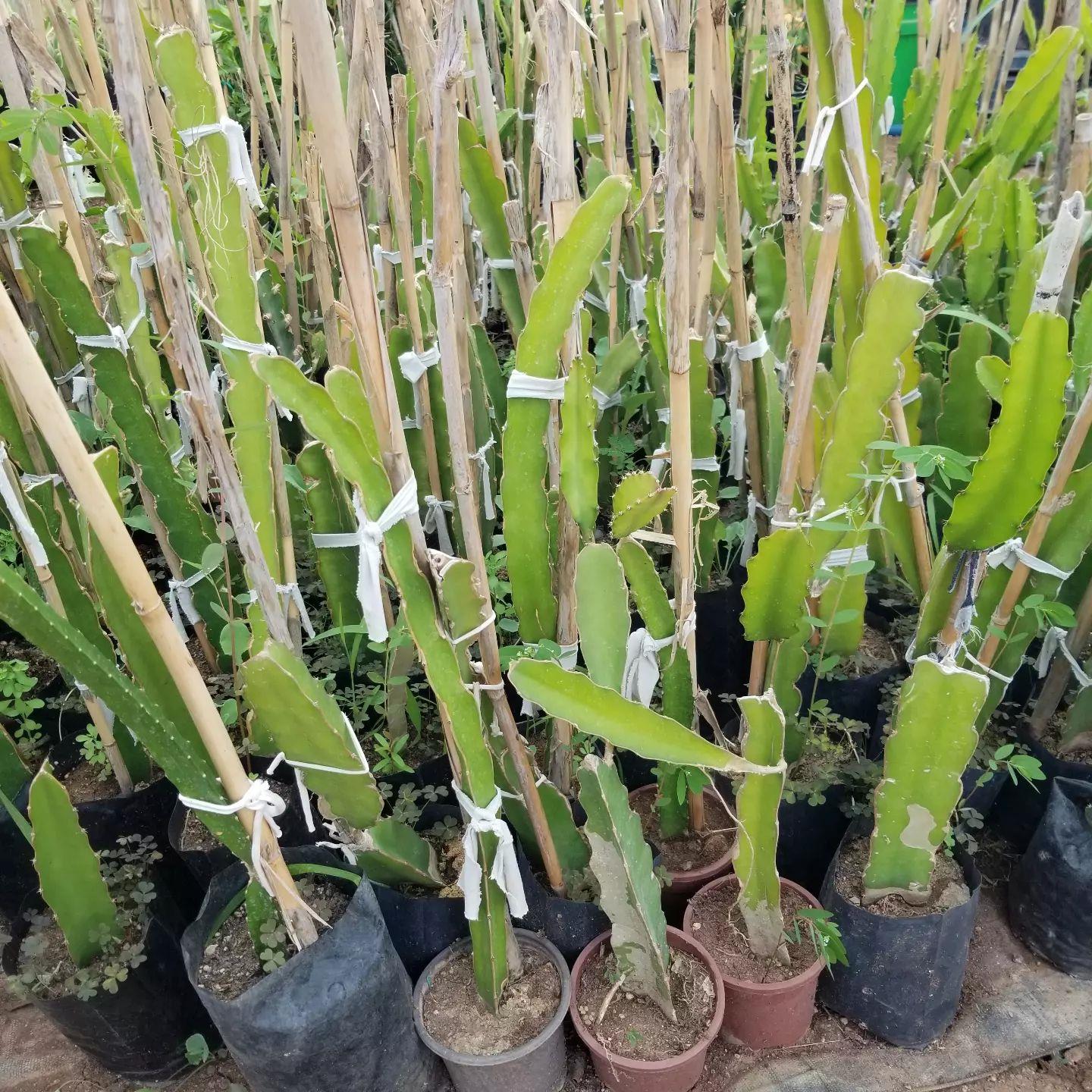 2 Yaş Beyaz Pitaya Ejder Meyvesi Fidanı, Torbada