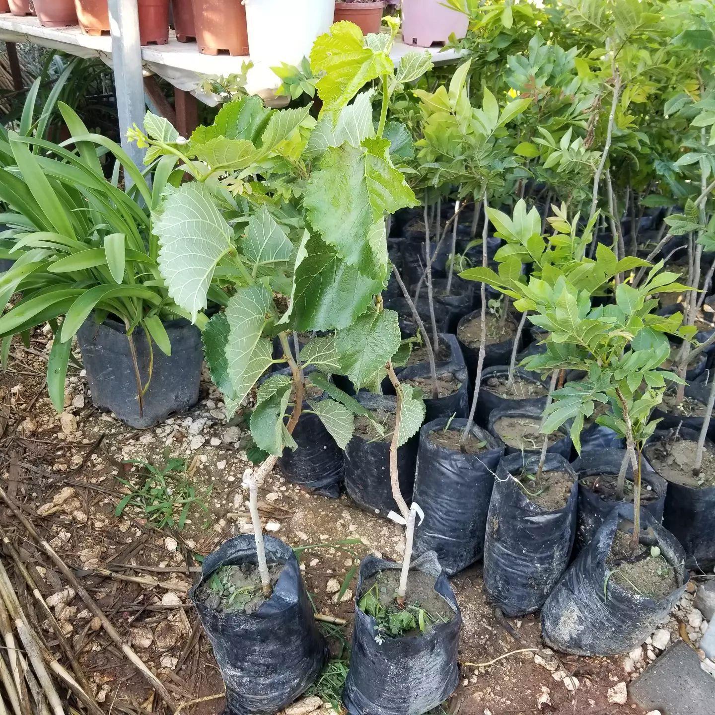 Ekşi Urmu/Rum Dutu Fidanı, Aşılı (Meyve verme yaşında)