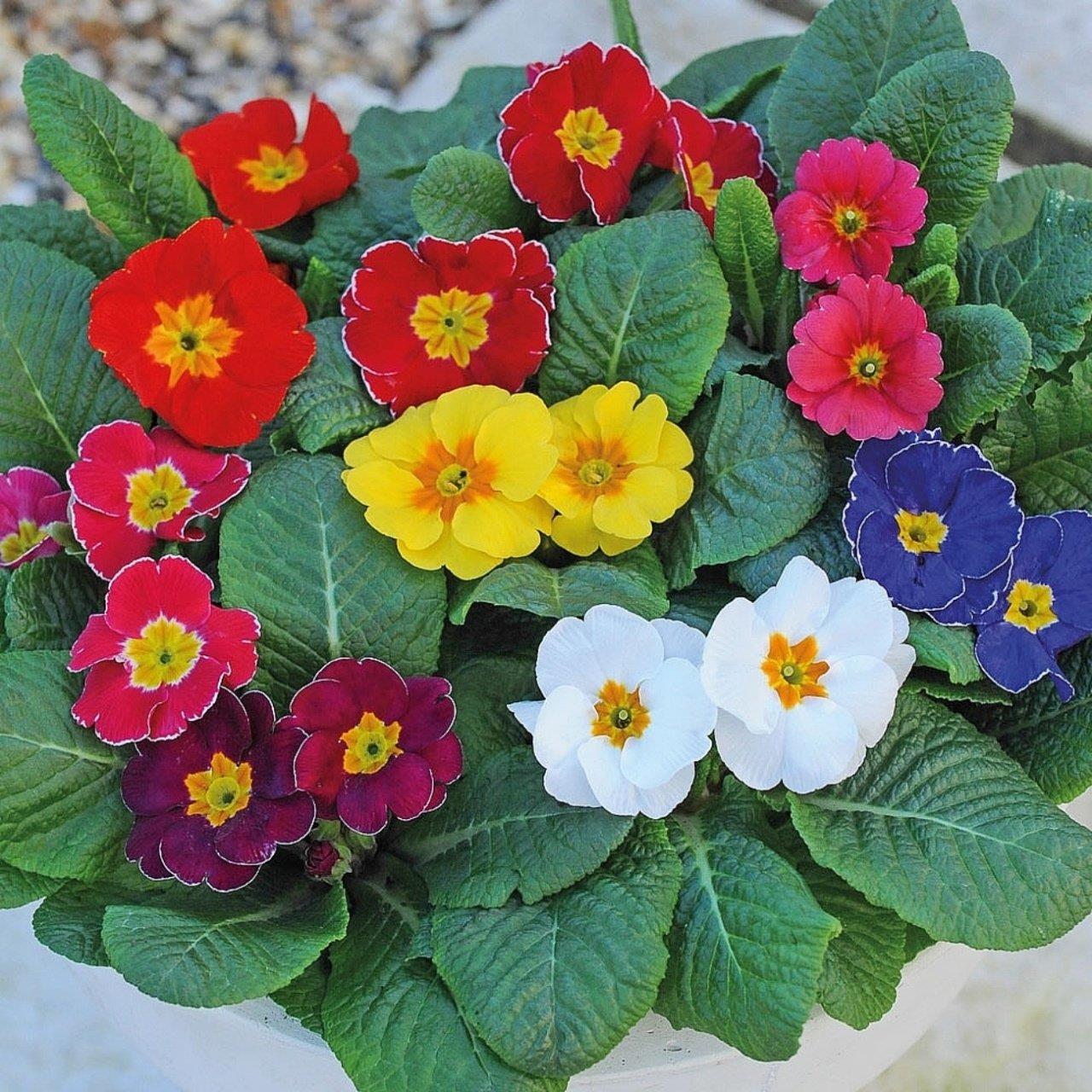 Mart%20Çiçeği%20Çuha%20Tohumu%201%20Paket%20(30%20Adet)