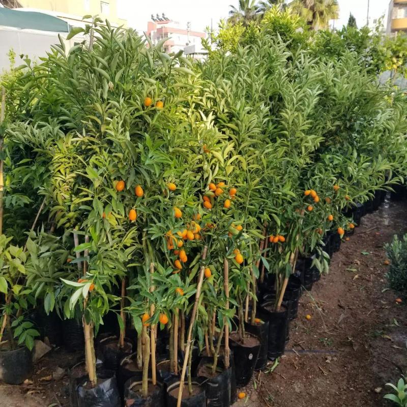 Kamkat Fidanı +120 cm Torbalı Aşılı | Meyve Veren Kumquat Büyük Boy