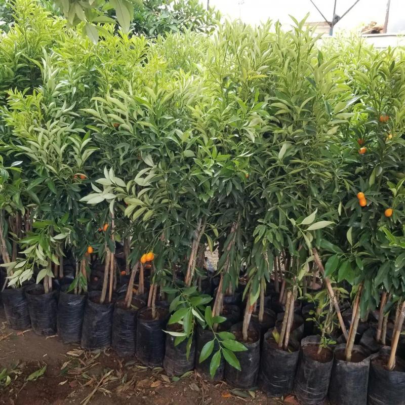Kamkat Fidanı +120 cm Torbalı Aşılı | Meyve Veren Kumquat Büyük Boy