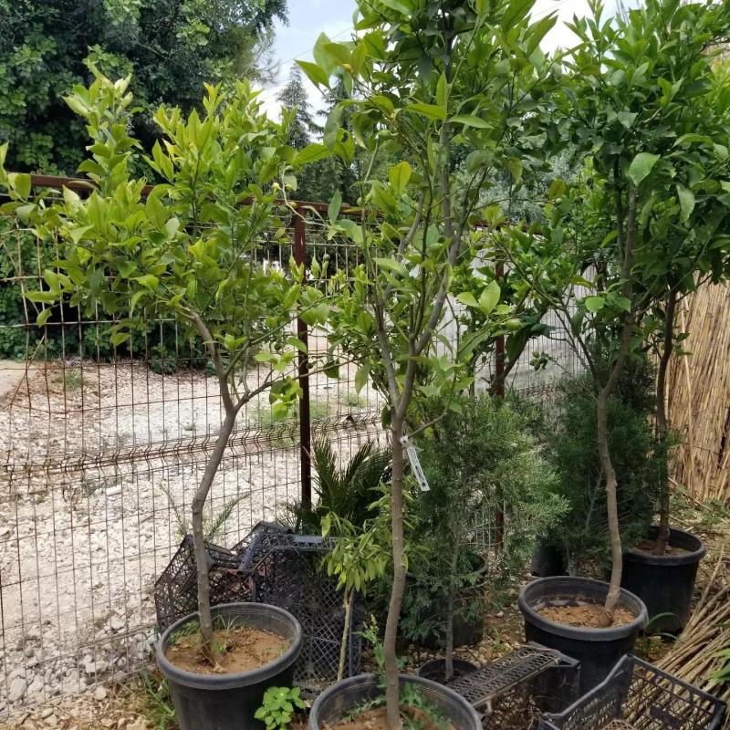 9 YAŞ YEDİVEREN LİMON 100 CM ÜZERİ (SON 4 ADET)