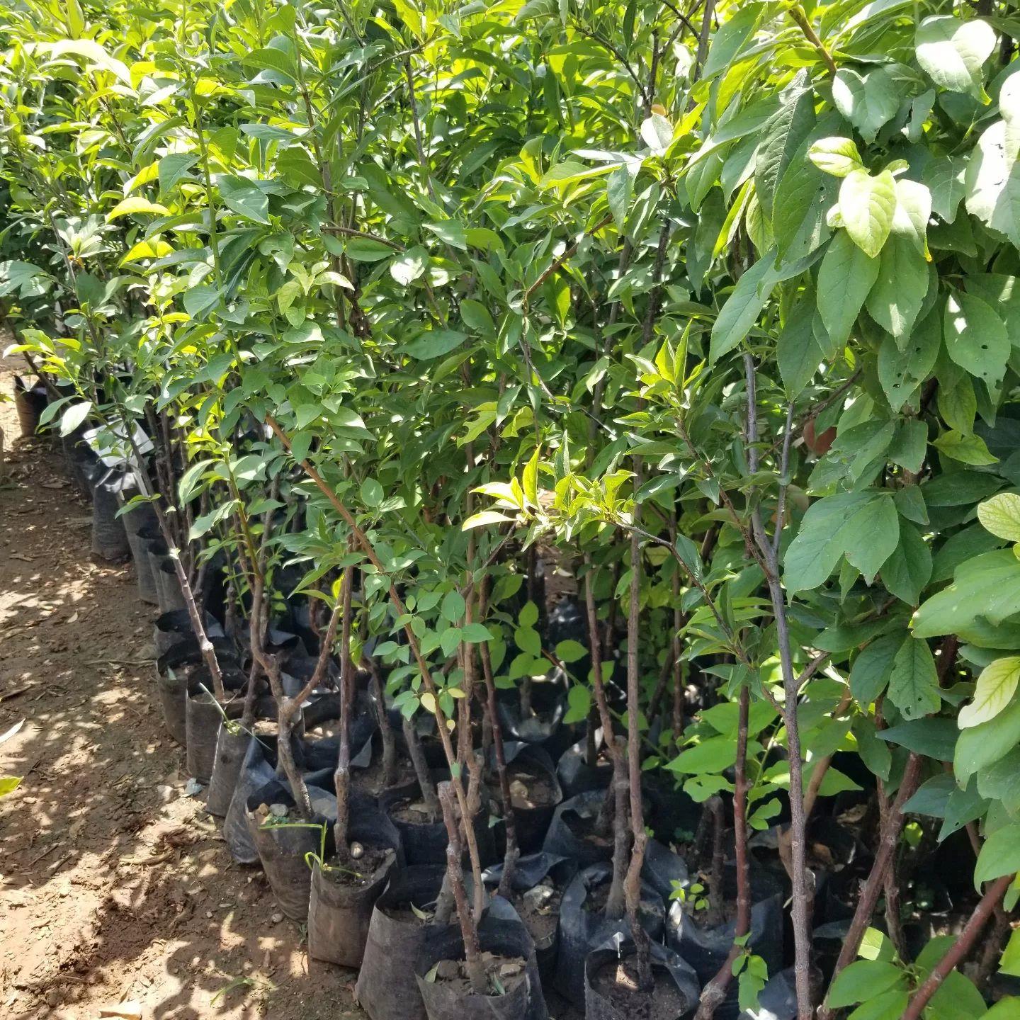 4 Yaş, Aşılı FORTUNA Erik Fidanı, Torbada