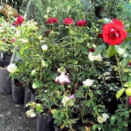 Tüplü Aşılı Planten Un Blomen Kırmızı Beyaz Yediveren Gül Fidanı