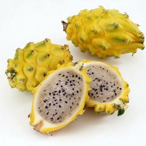 COLOMBİA YELLOW DRAGON FRUIT (Özel Tür) Ejder Meyvesi Pitaya Fidanı