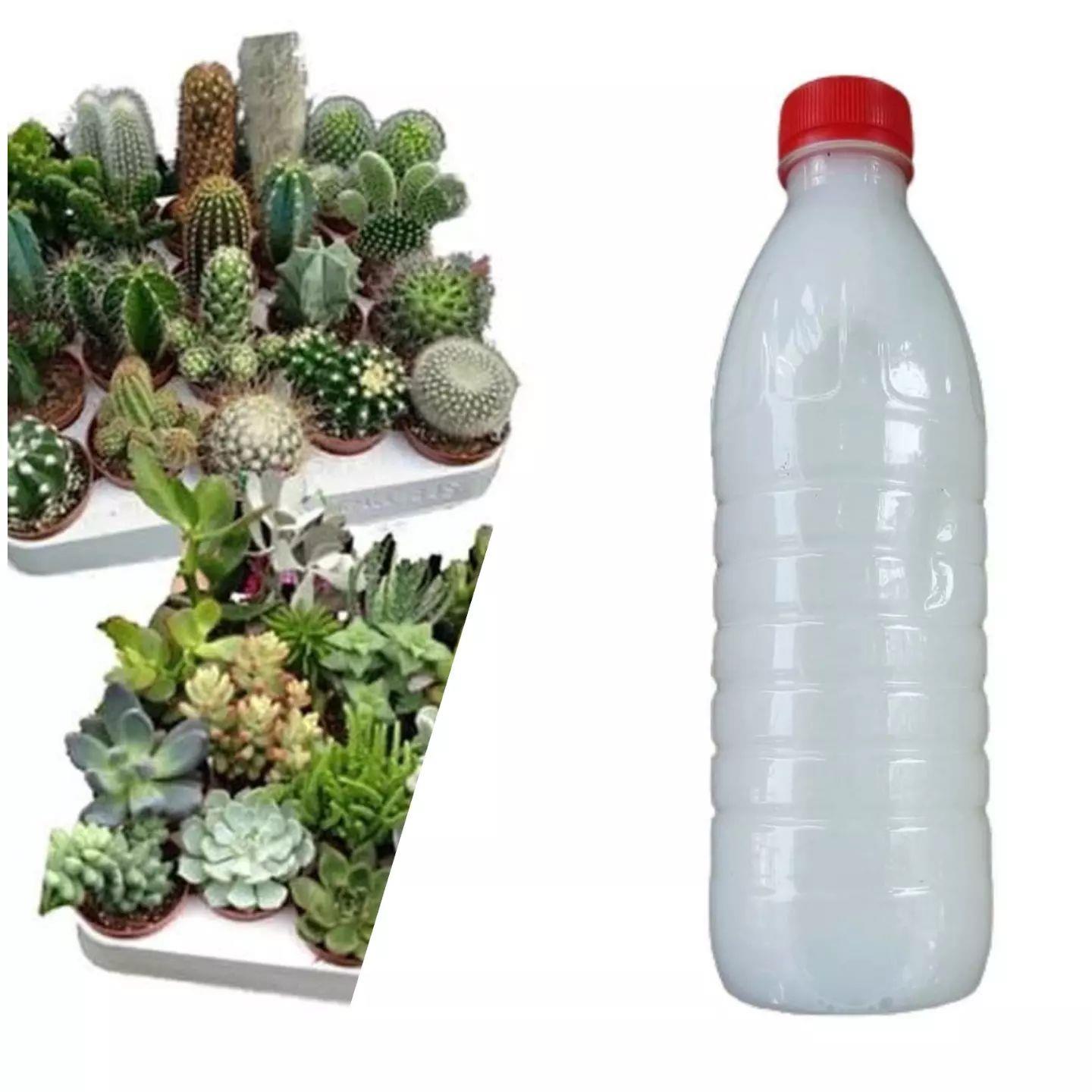 Kaktüs ve Sukulentler İçin Özel İlaç Karışımı 500 ML