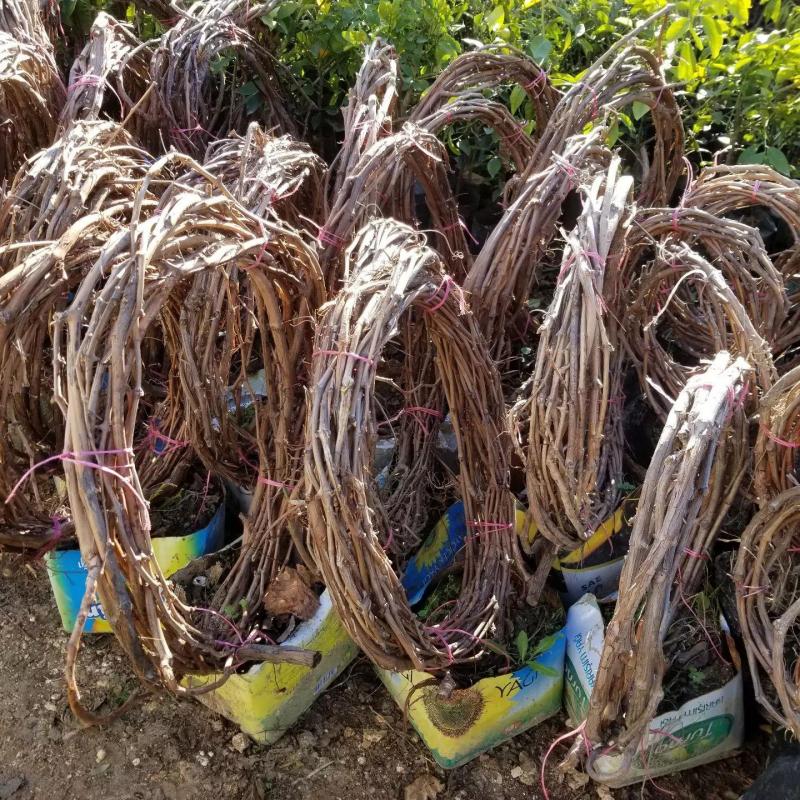 5-8 Metre Boyda Çekirdeksiz Siyah Hatun Parmağı Cinsi Üzüm Fidanı