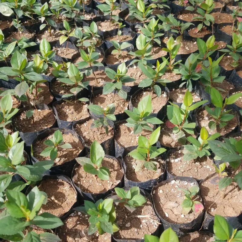 10 Adet Nero Siyah Aronya Aronia Chokeberry Fidesi (10-15 cm)