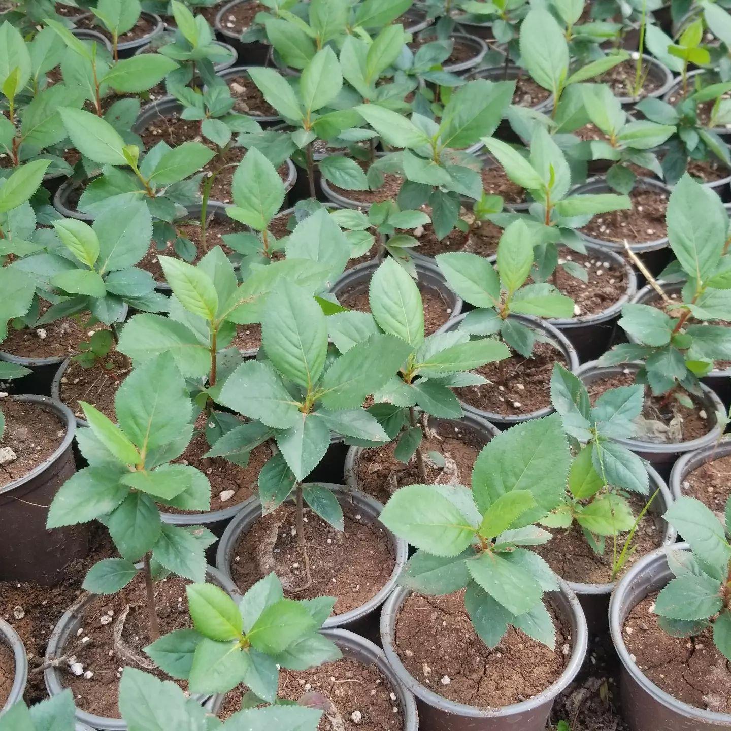10 Adet Nero Siyah Aronya Aronia Chokeberry Fidesi (10-15 cm)