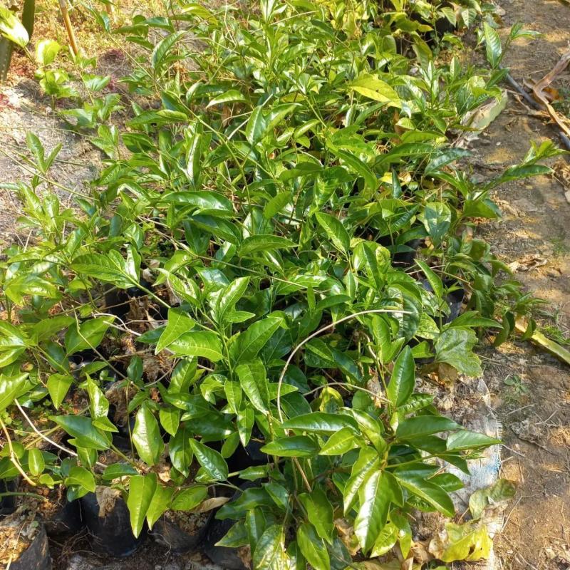 Sarı Meyveli Çarkıfelek Pasiflora Edulis PANAMA GOLD