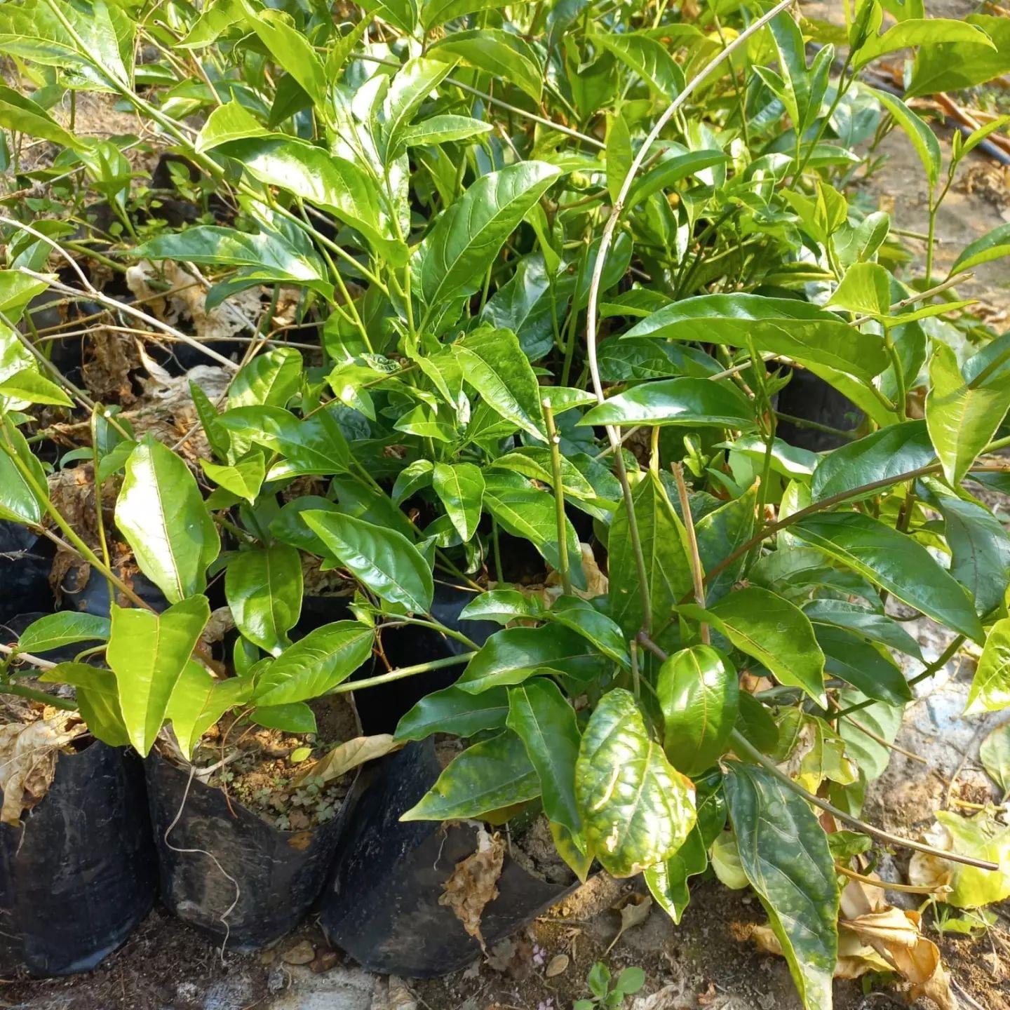Sarı Meyveli Çarkıfelek Pasiflora Edulis PANAMA GOLD
