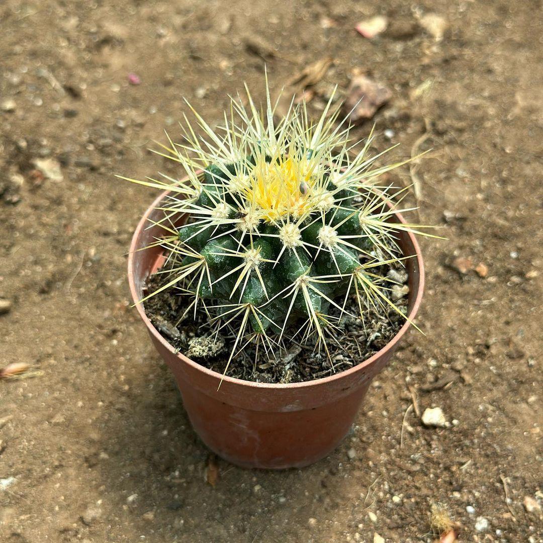 Echinocactus Grusonii - Altın Fıçı Kaktüsü (8 lik Saksıda)