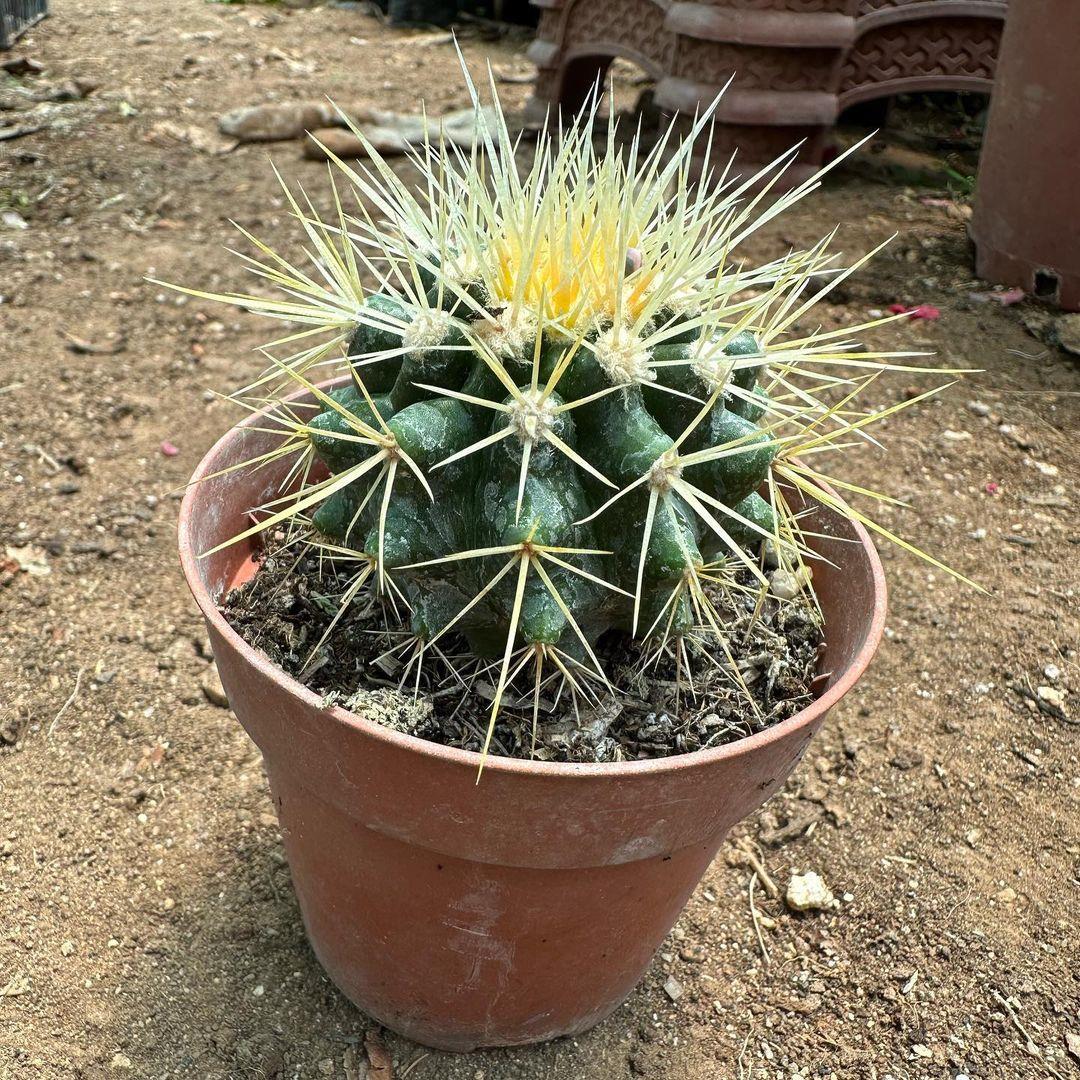 Echinocactus Grusonii - Altın Fıçı Kaktüsü (8 lik Saksıda)