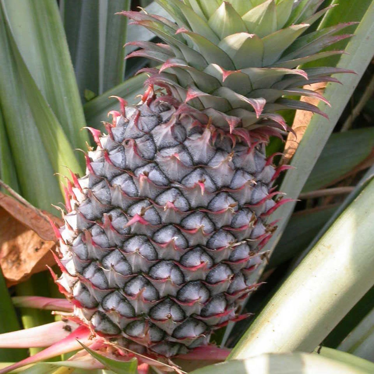 Saksıda Ananas Meyvesi Fidanı (Abacaxi Cinsi)