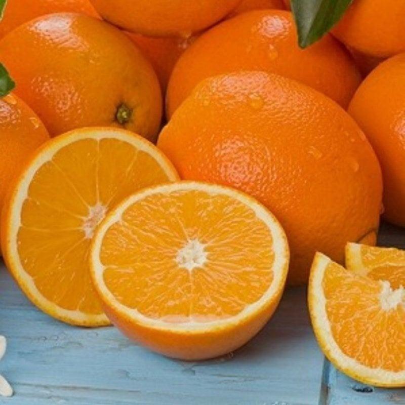 Meyve Verir Durumda 3 Yaş Rize Portakalı Fidanı, Tüplü
