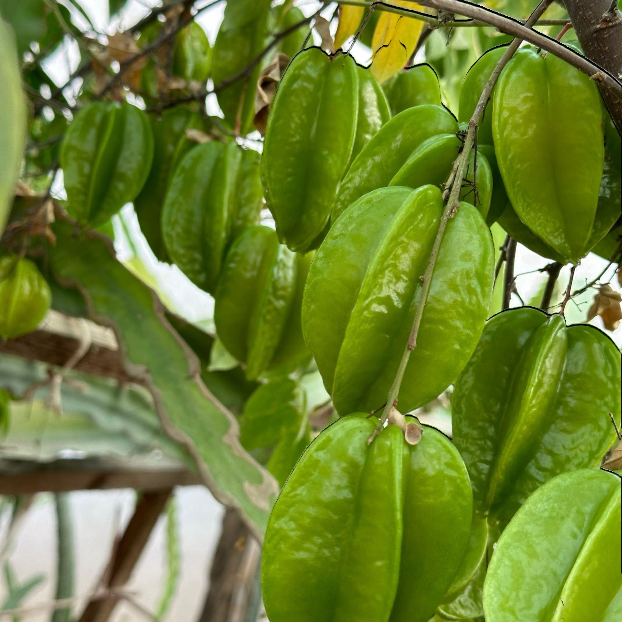 Carambola (Yıldız Meyvesi) Star Fruit Fidanı