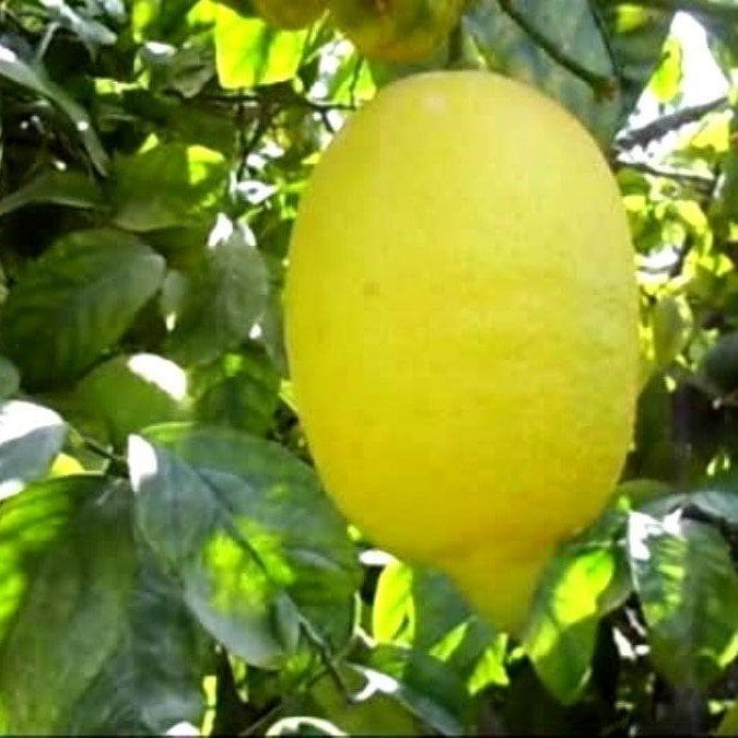 Çok Dallı Tüplü 4 Yaşında Yediveren Enter Limon Fidanı (120-150 cm)