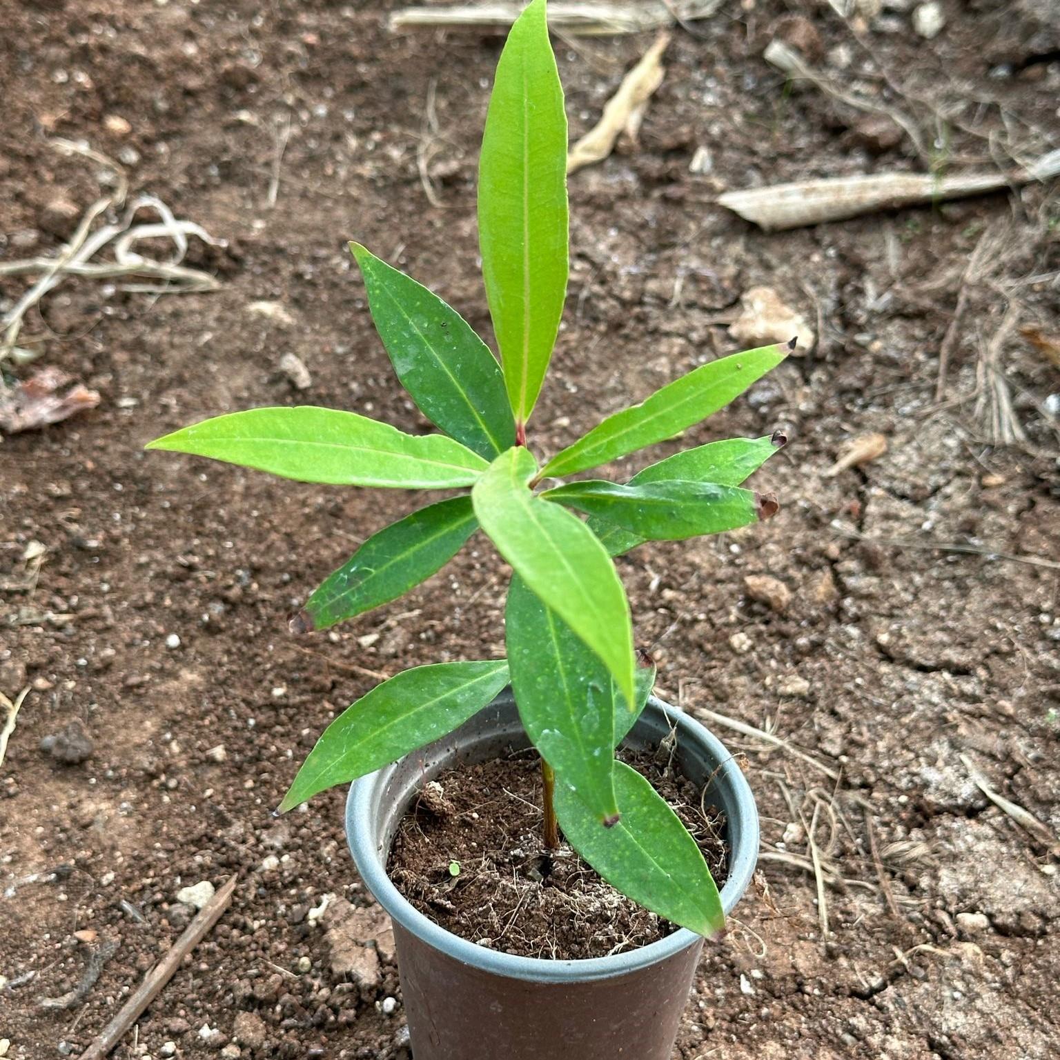 Tropik Tür Rose Apple (Gül Elması) Meyve Fidanı