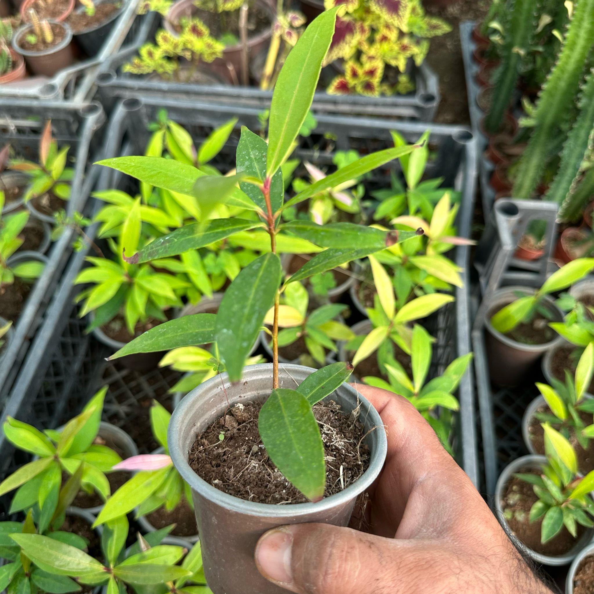 Tropik Tür Rose Apple (Gül Elması) Meyve Fidanı