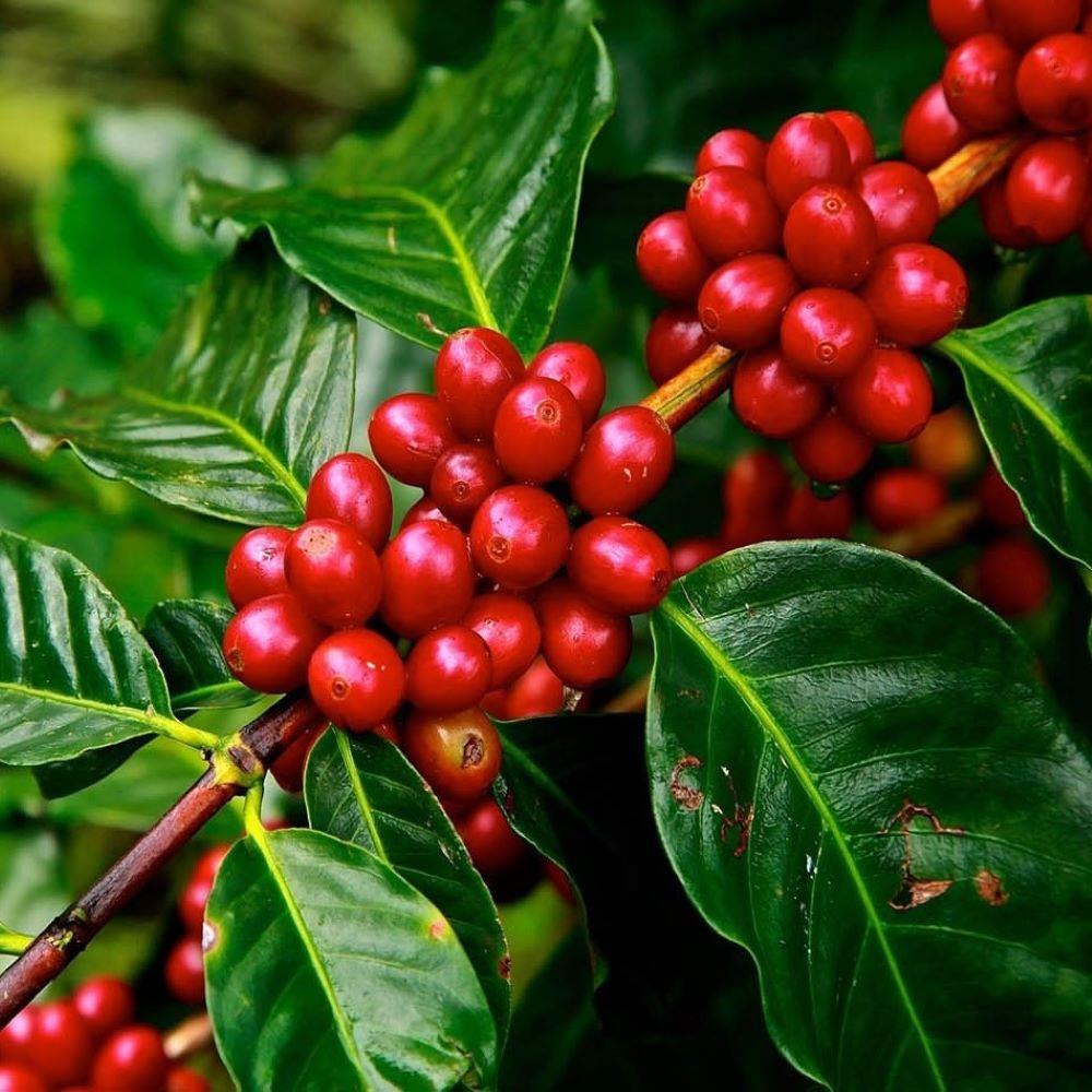 Sınırlı Sayıda Arabica Kahve Fidanı (Tüplü, Büyük Boy)