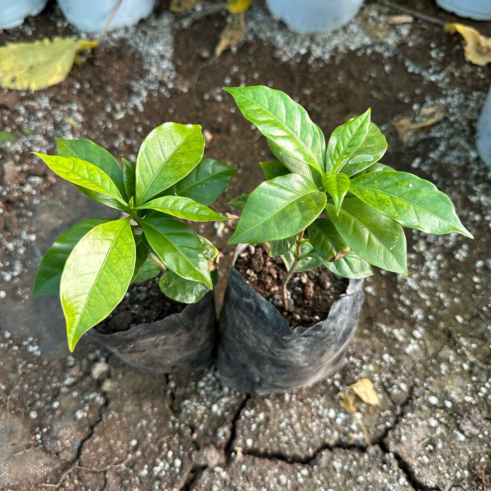 Sınırlı Sayıda Arabica Kahve Fidanı (Küçük Boy, Tüplü)