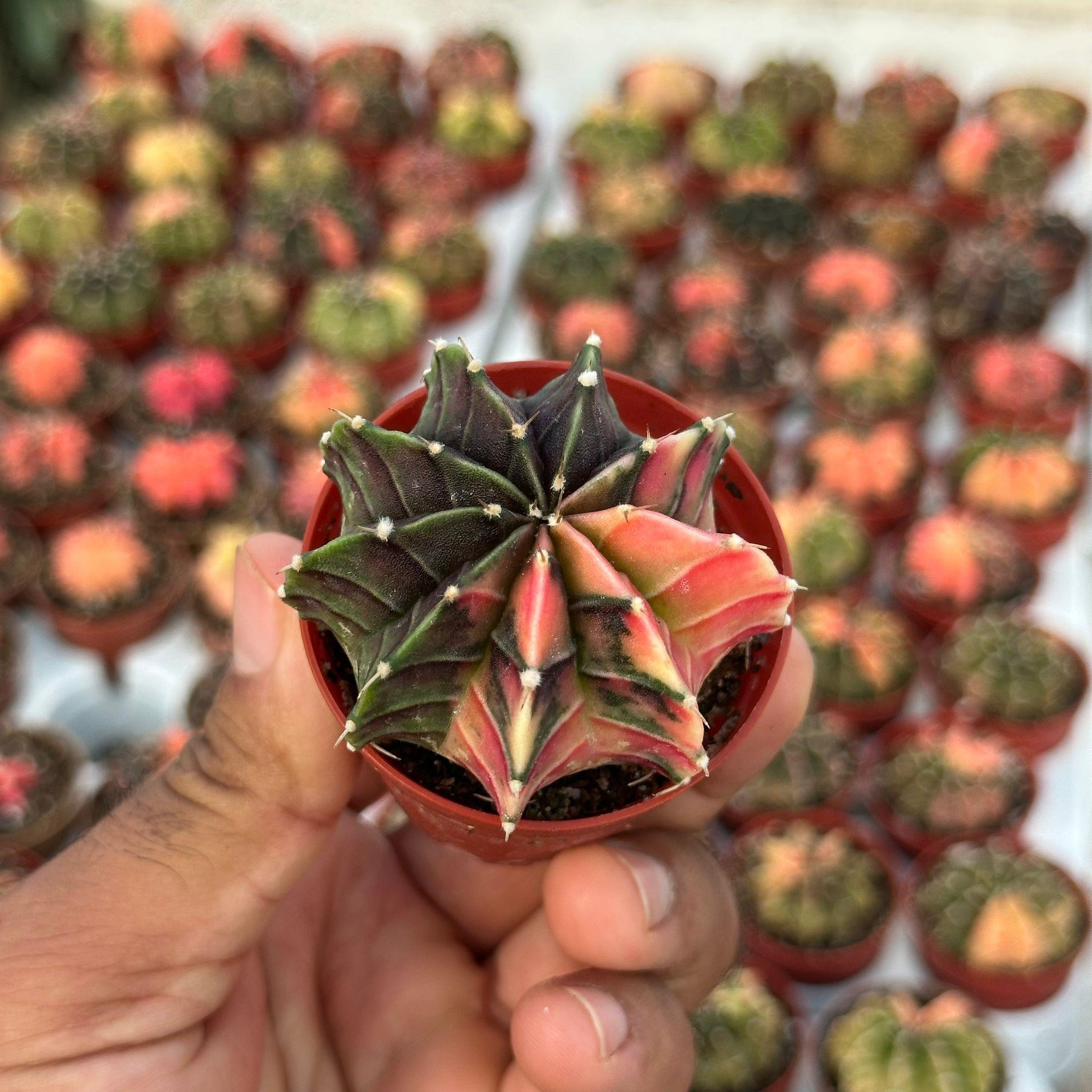 ダブルヘッド　Gymnocalycium sp. variegated 鉢で発送 Gymnocalycium Variegated Cactus (2.5
