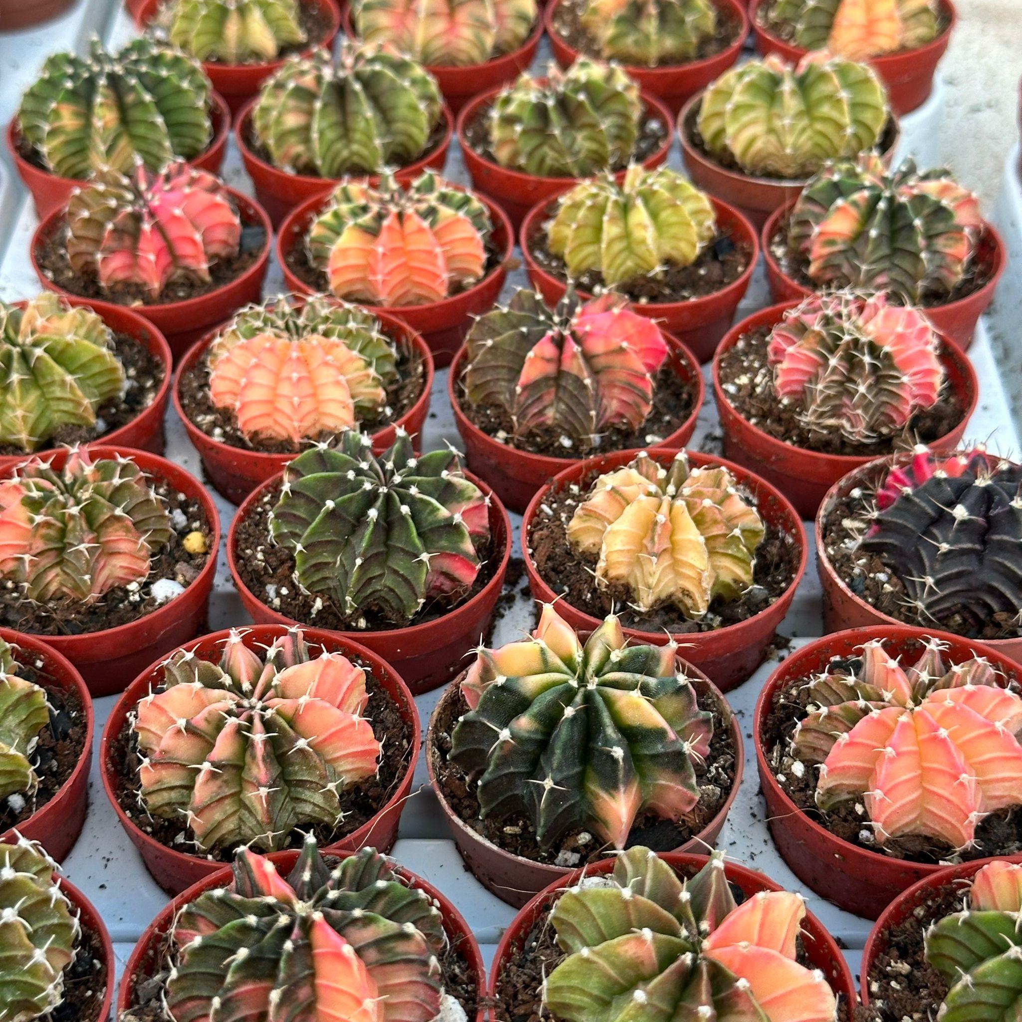 5.5 lik Saksıda Gymno Gymnocalycium M.variegata Kaktüsü (Black