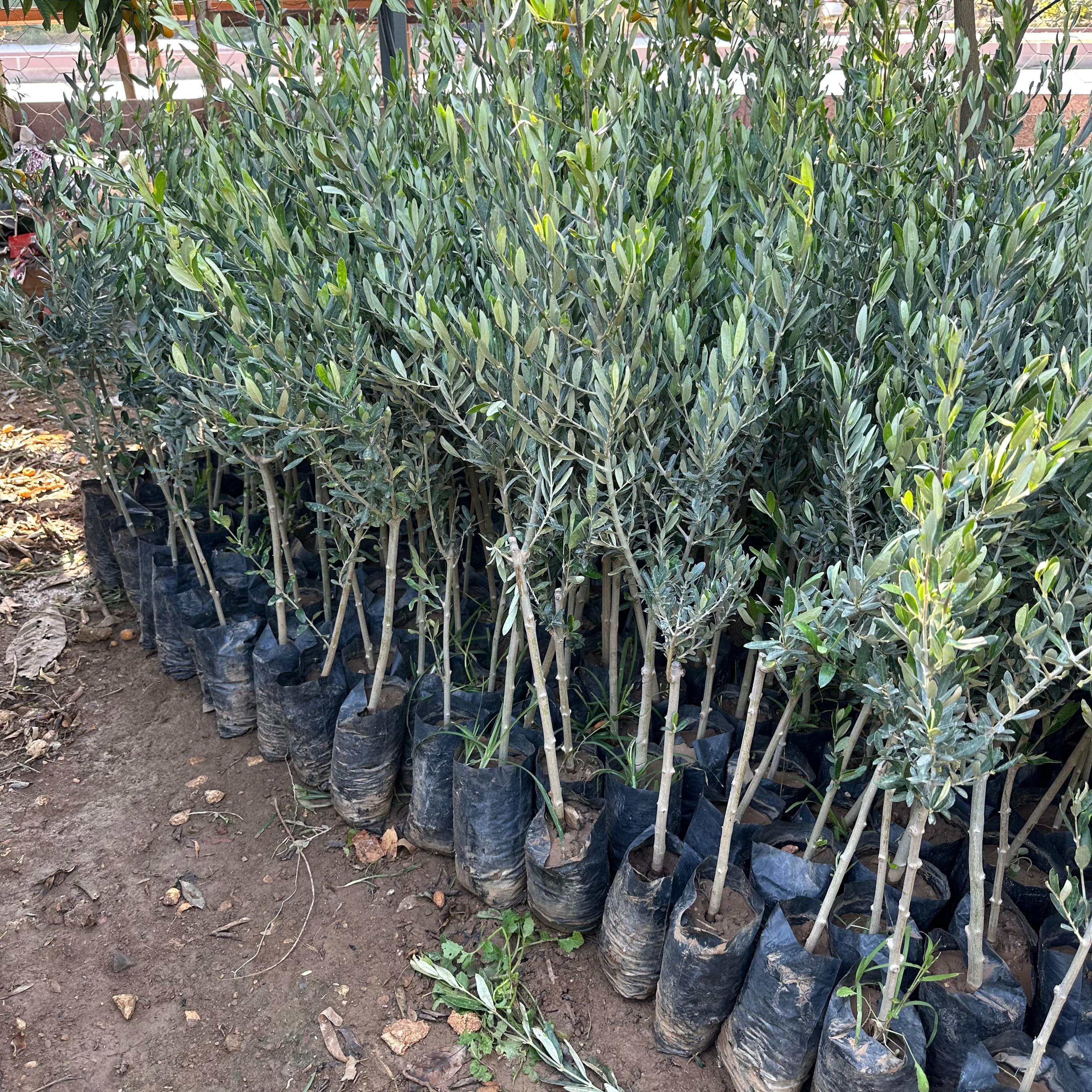 Tüplü Yemelik ve Sıkımlık Samsun Zeytini Fidanı