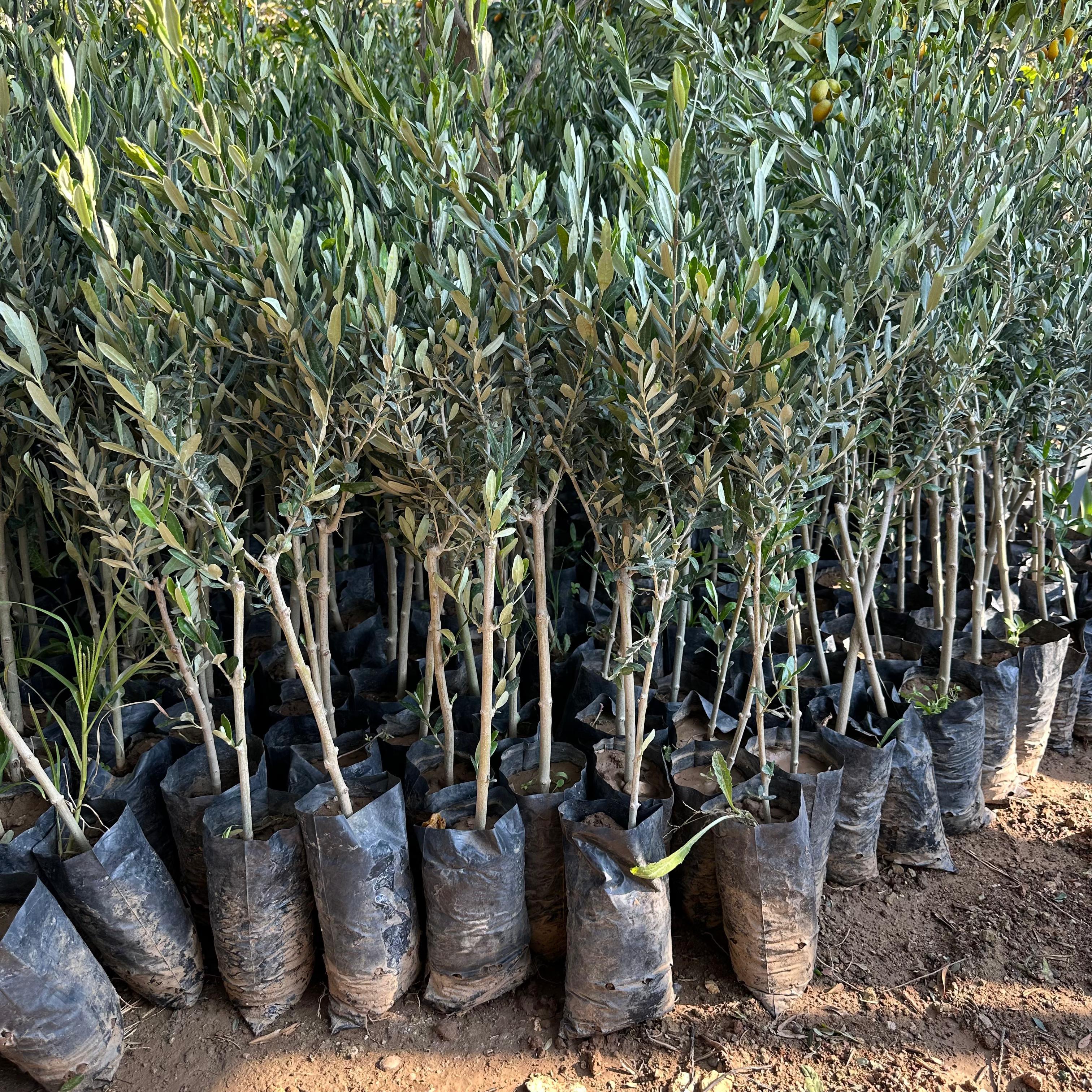 Her Bölgeye Uygun Sofralık ve Sıkımlık Tüplü Amasya Zeytini Fidanı