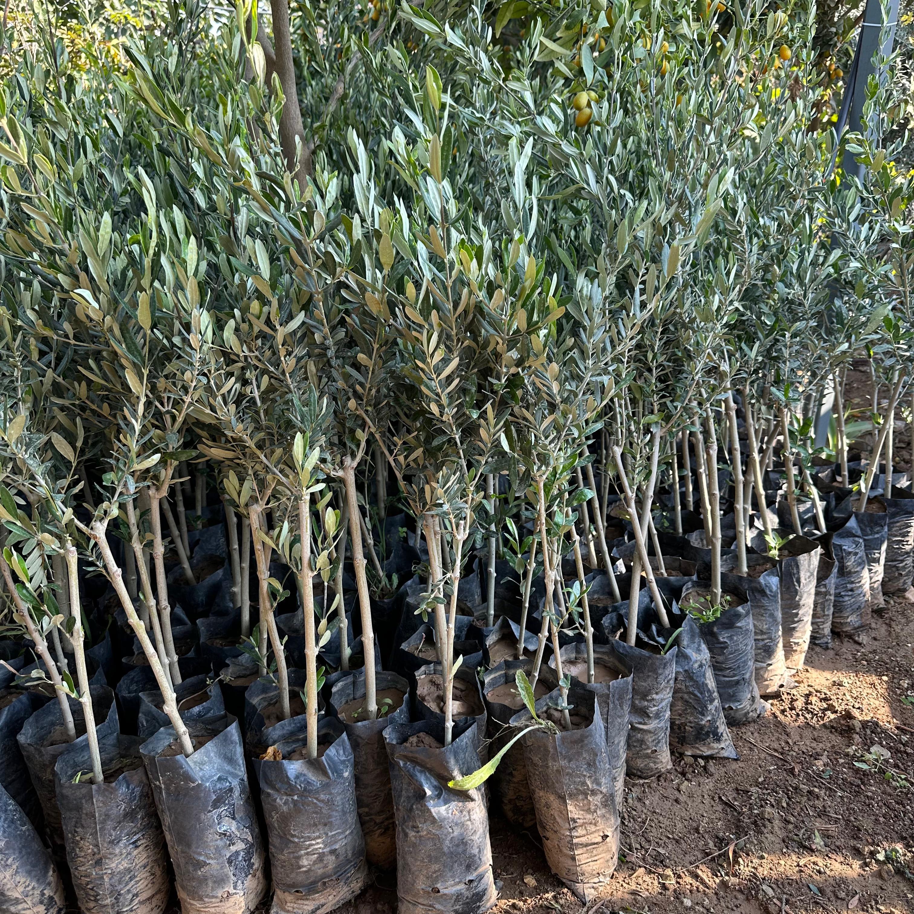 İthal Tüplü California Manzanillo Zeytini (ABD Menşeli) Fidanının