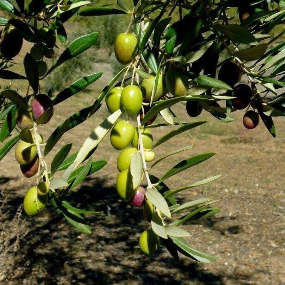 Tüplü Yabancı Menşei Fas - Picholine Marocaine Zeytini Fidanı