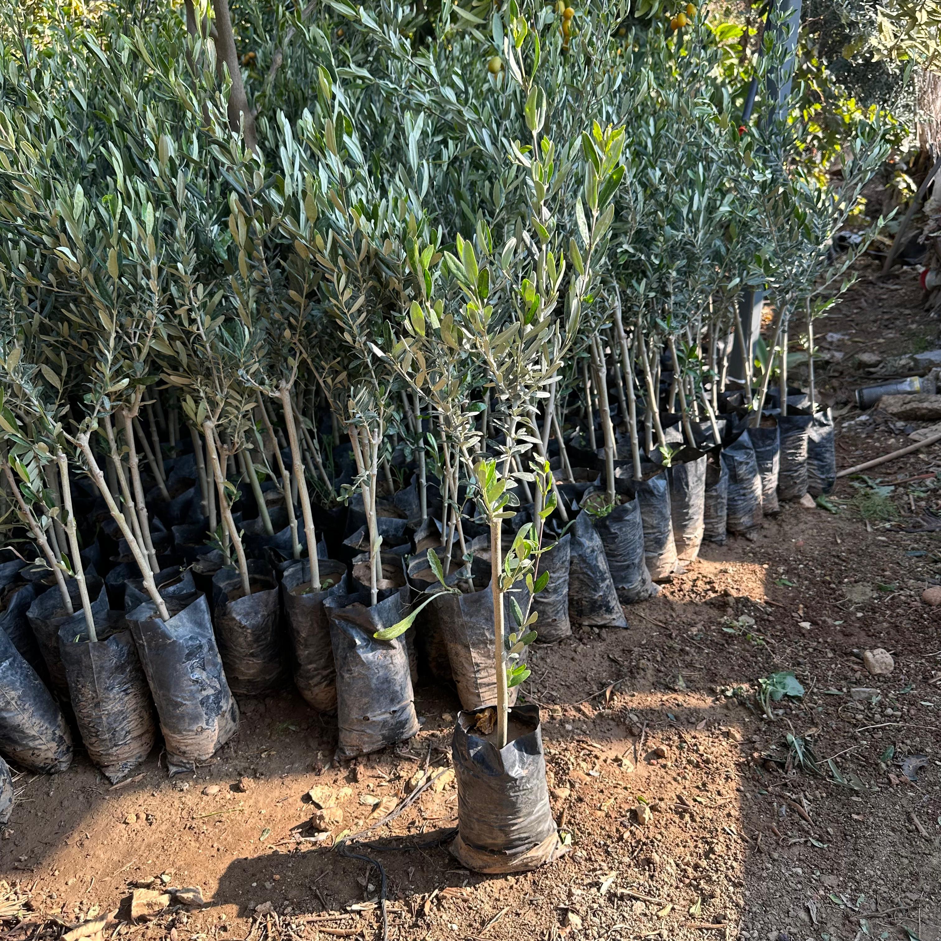 Tüplü%20İthal%20Sofralık%20ve%20Sıkımlık%20Yeni%20Zelanda%20Menşei-%20Leccino%20Zeytini%20Fidanı