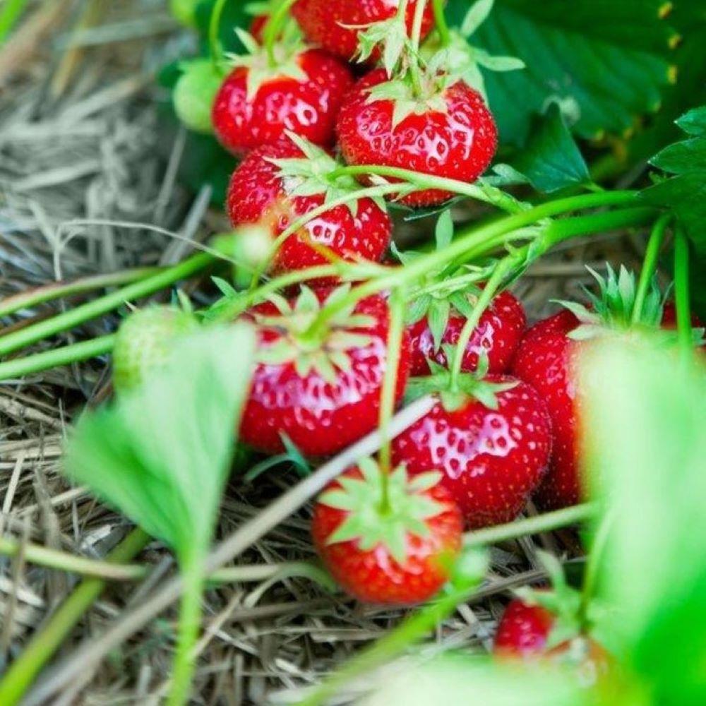 Natural Tüplü 5 Adet Tüplü Rubigem Çilek Fidesi
