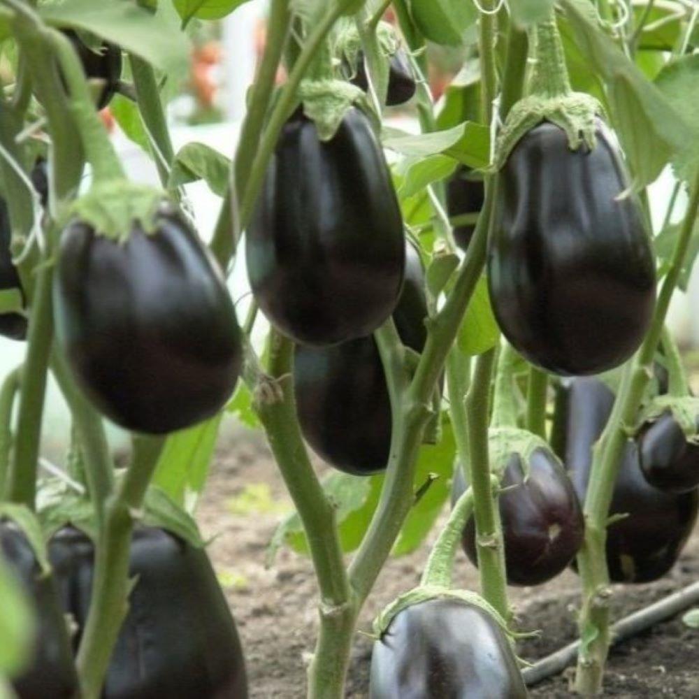 Doğal 5’li Paket Tüplü Topan Patlıcan Fidesi