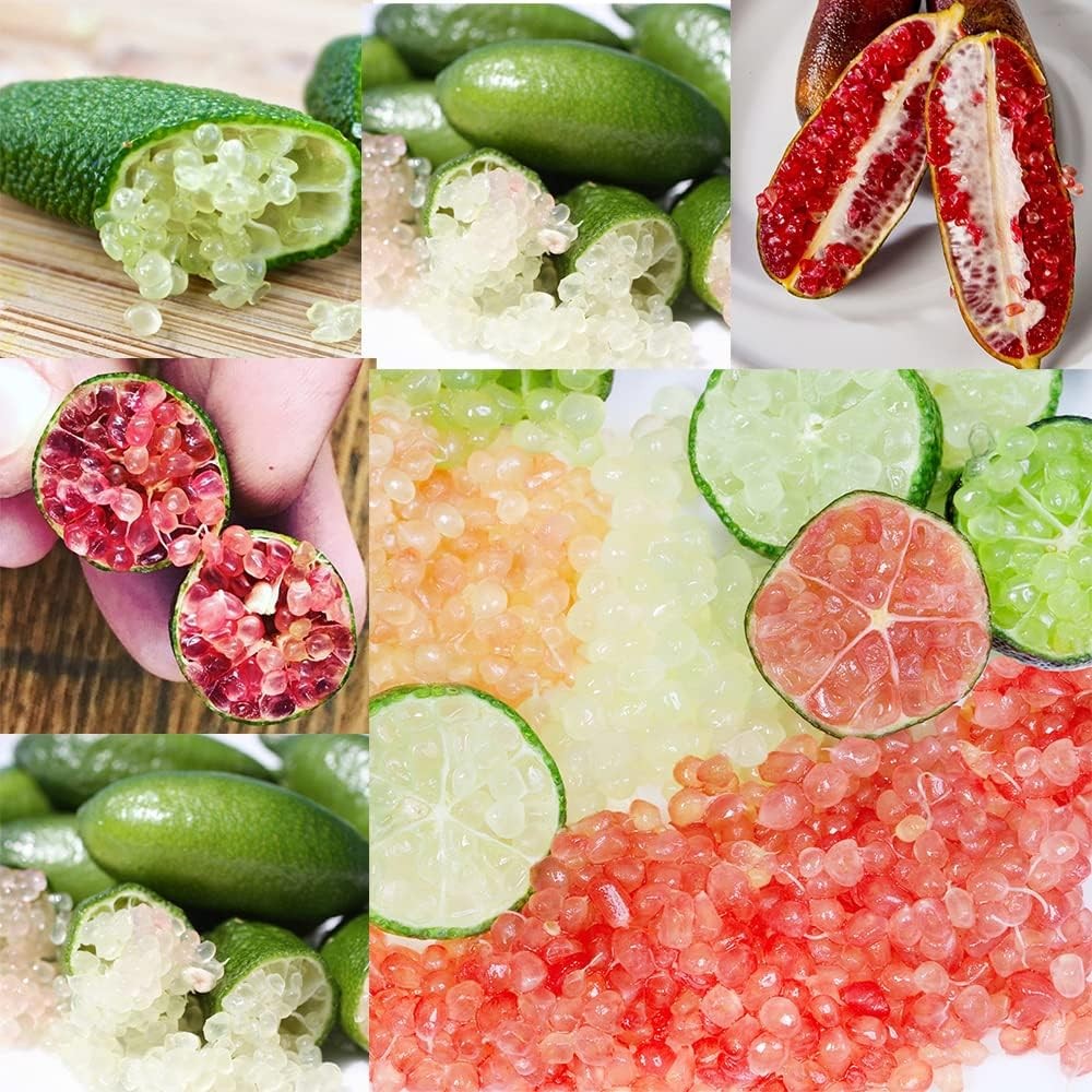 100 Adet Finger Lime Fidanı