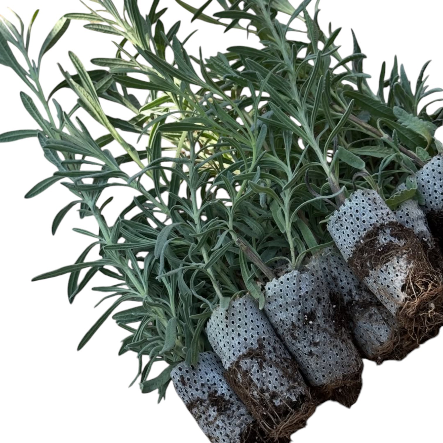 10’lu Paket Premium Lavanta Fidesi: Paper Pot Teknolojisi ile Maksimum Kök Verimi