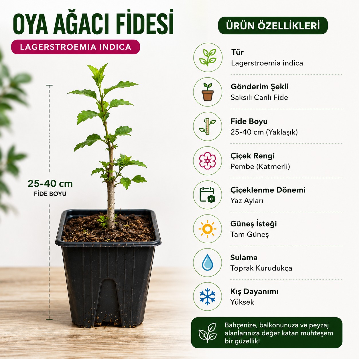 Oya Ağacı Fidesi – Saksılı Canlı Fide, 25-40 cm, Güçlü Kök Yapısı