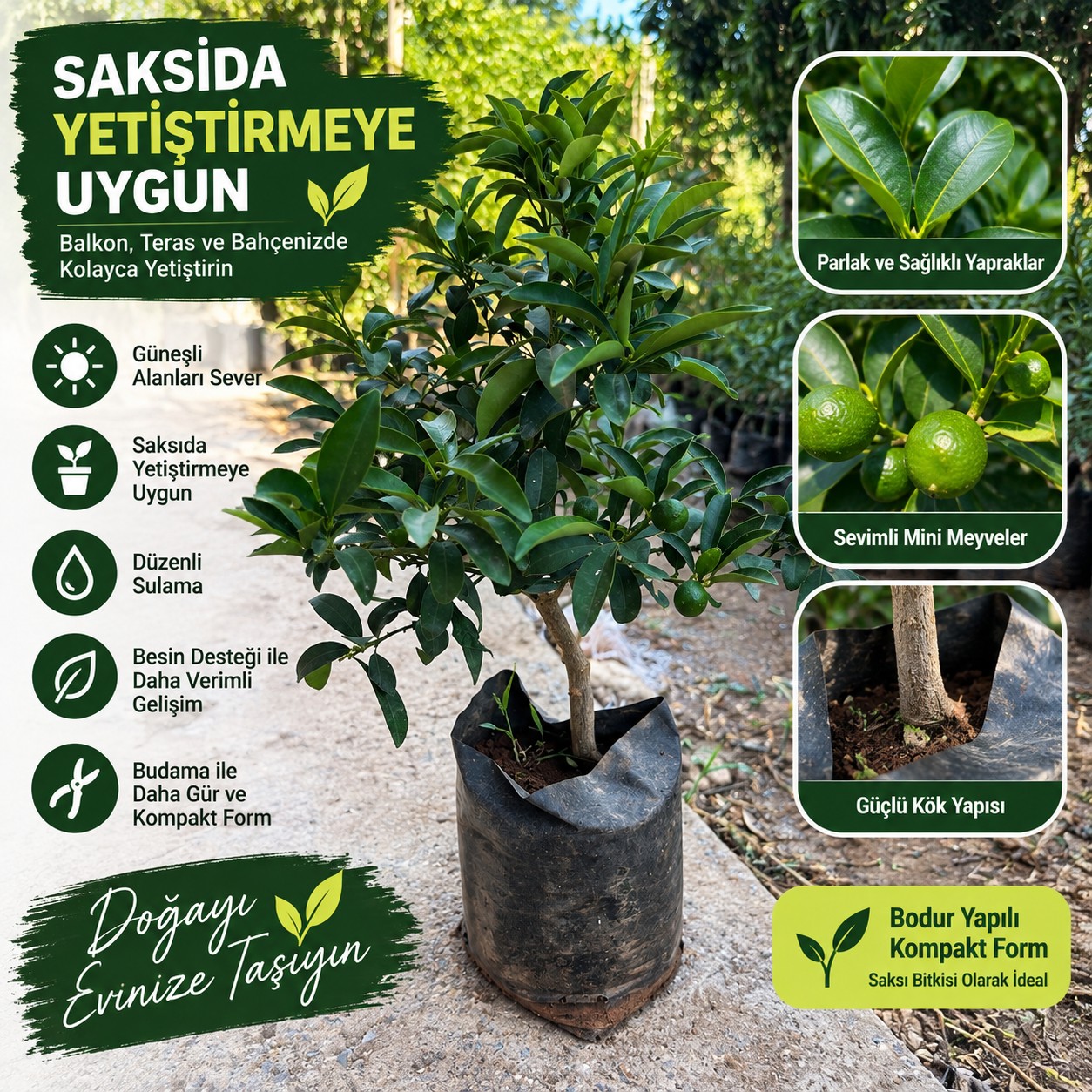 Saksıda Yetişen Kamkat Fidanı – Tüplü Kumkuat Meyve Ağacı, Balkon ve Teras İçin Uygun