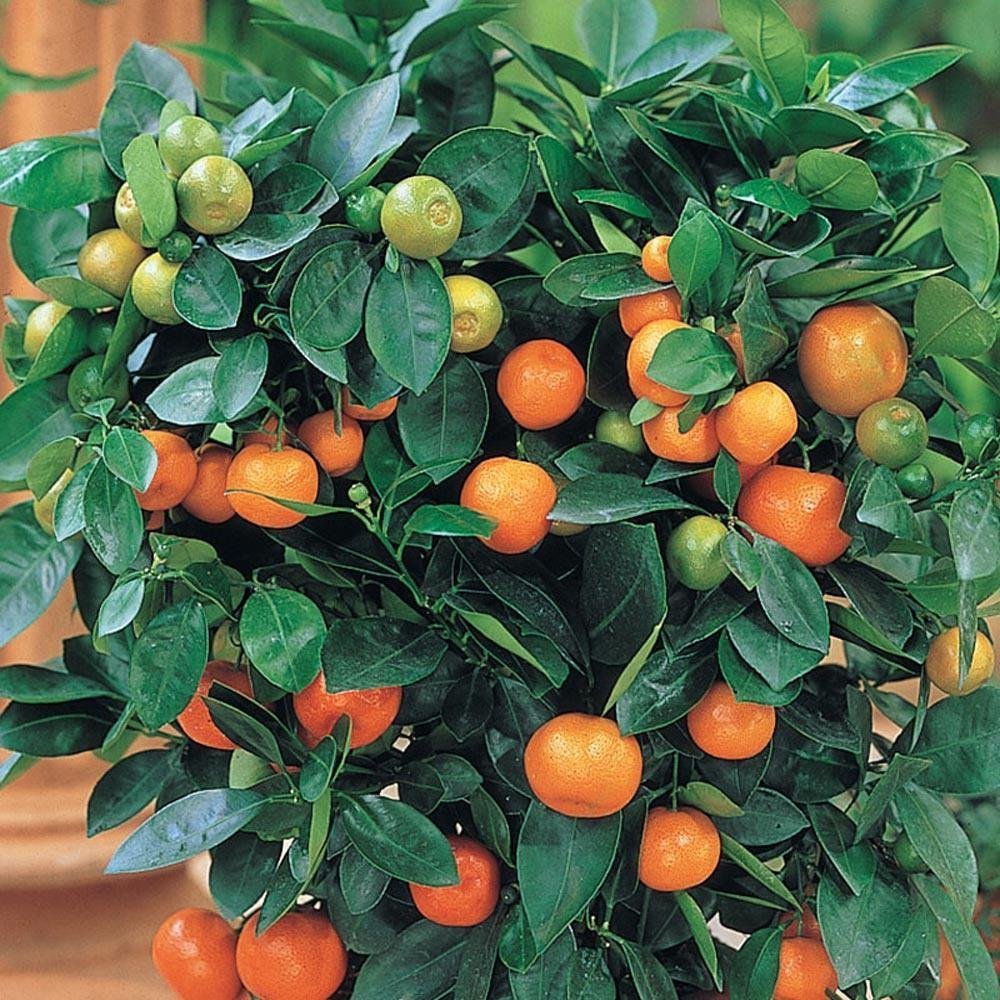 2 Yaş Citrus Calamondin Süs Mandalinası Dekoratif Narenciye Koleksiyon