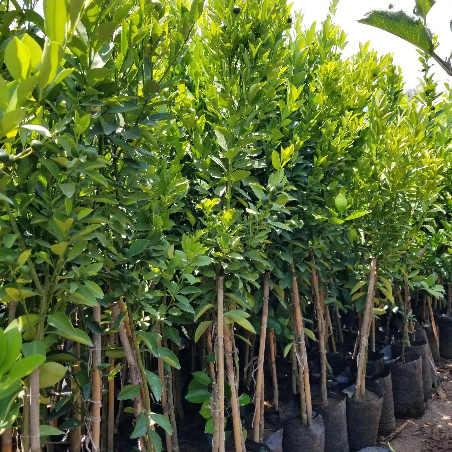 2 Yaş Citrus Calamondin Süs Mandalinası Dekoratif Narenciye Koleksiyon
