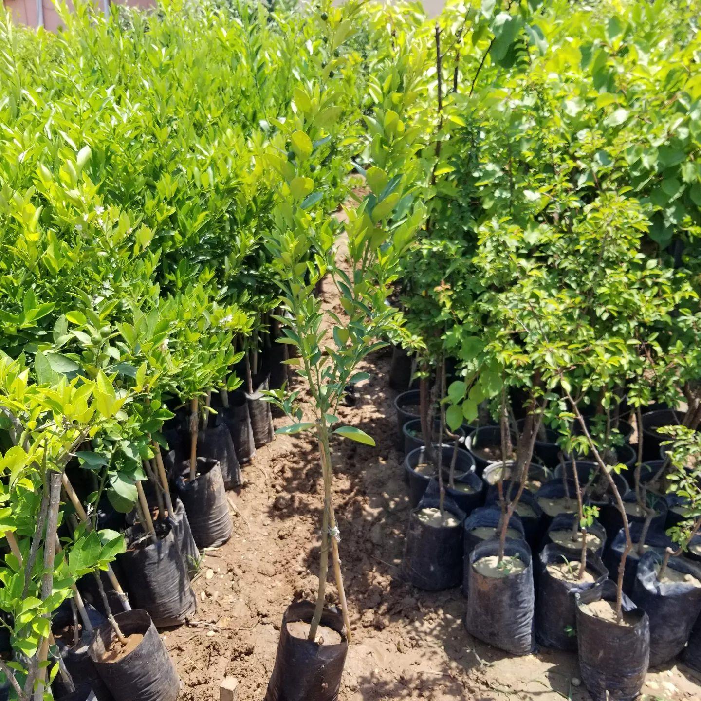 4 Yaş Aşılı Calamondin (Süs Mandalinası) Fidanı | Torbalı Meyve Veren Narenciye