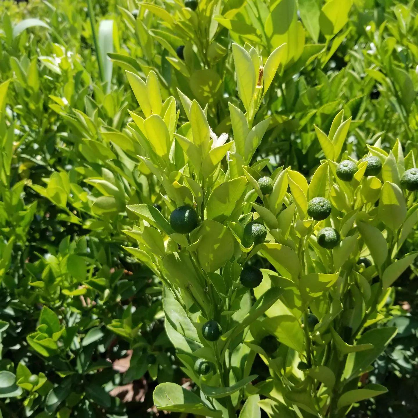 Büyük Form 6 Yaş Calamondin | Aşılı Süs Mandalinası Koleksiyonluk Ağaç