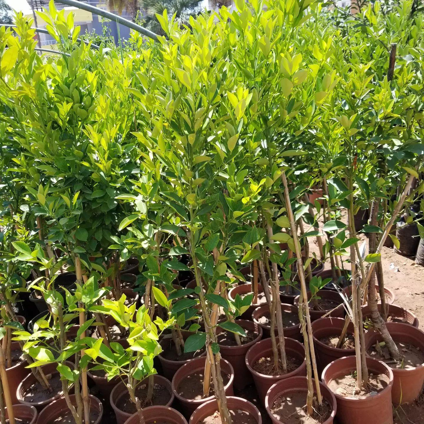 Büyük Form 6 Yaş Calamondin | Aşılı Süs Mandalinası Koleksiyonluk Ağaç
